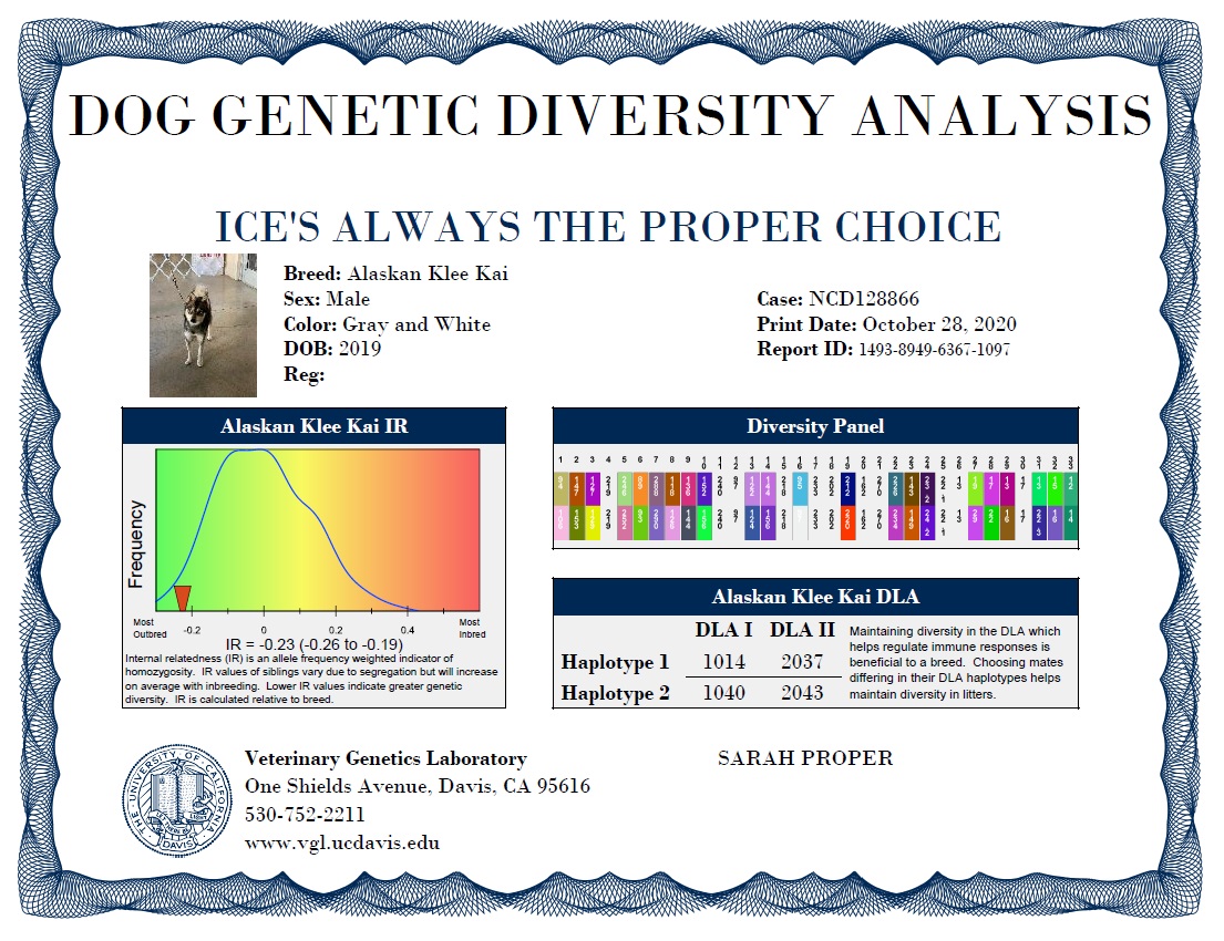 Alaskan Klee Kai - Dog breed genetic test