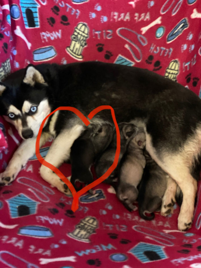 mother Klee Kai dog nursing five new born puppies.