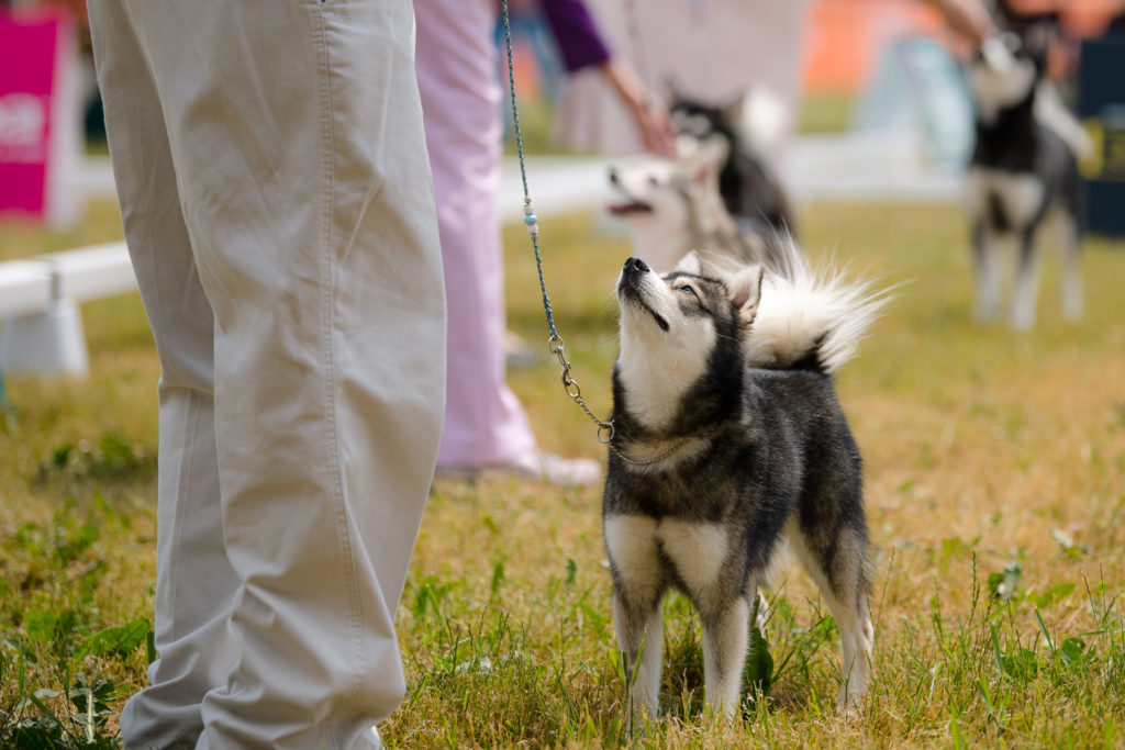 June's Dog of the Month – Alaskan Klee Kai – Shepherd's Grove Studio
