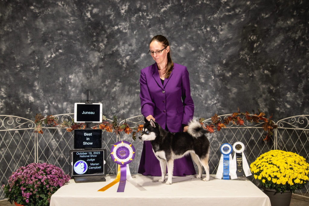 Black and white Klee Kai stacked with a sign that says Best in Show, with a purple, white, and yellow ribbon